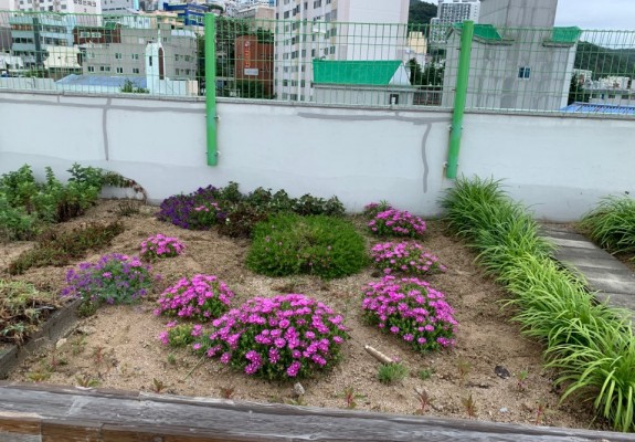 2020.07.15 송엽국