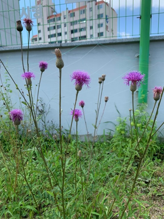 산비쟁이